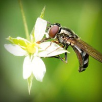 /album/dragonballapp-com/photolia-a02-jpg/