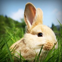 /album/dragonballapp-com/photolia-a03-jpg/